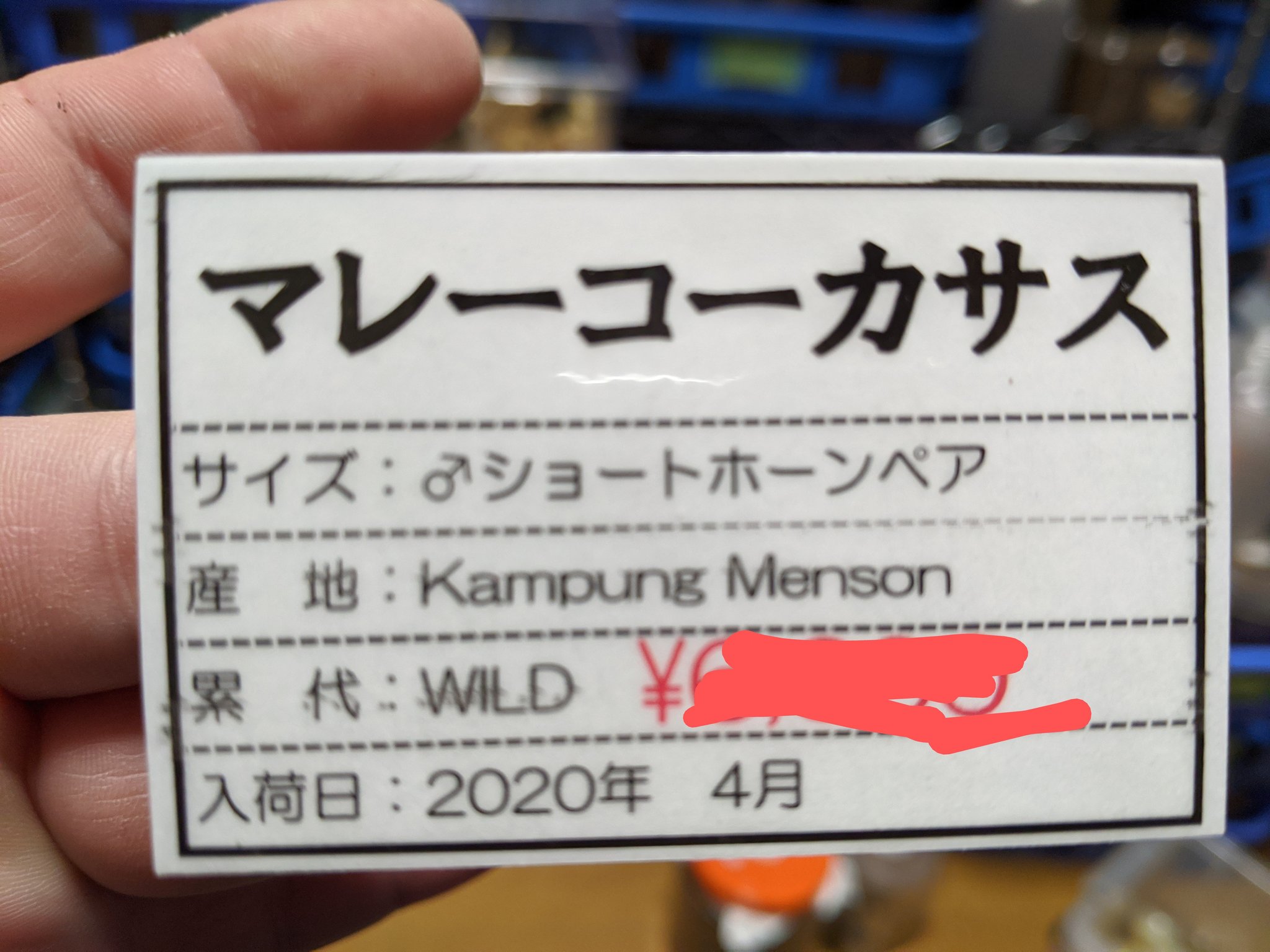 Smis しのぶ ブリードも進めてます マレーコーカサス ブリード用なのでショートホーンですが はじめてみる産地です 画像ありませんが 昨年入荷のドンキエィルハンプイも現在2年目のブリード中です Smis しのぶ ブリードも進めてます マレーコーカサス ブリード用なのでショートホーンですが はじめてみる産地です 画像ありませんが 昨年入荷のドンキエィルハンプイも現在2年目のブリード中です