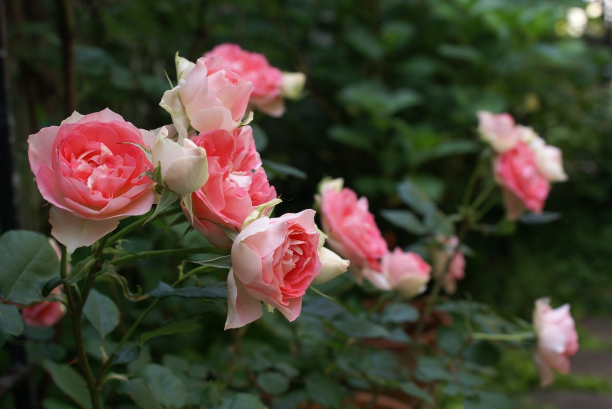 柘榴さんちの薔薇のお庭 Togetter 柘榴さんちの薔薇のお庭 Togetter