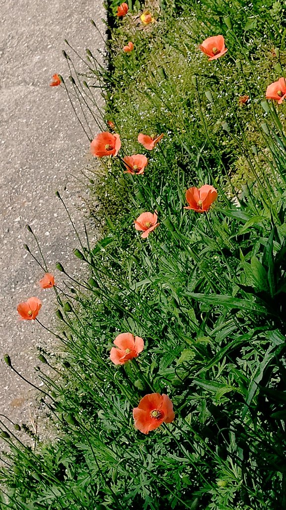 Tsuki この季節に咲くケシの花が好き ナガミヒナゲシ 花言葉は心の平静 いたわり 思いやり 慰め 感謝