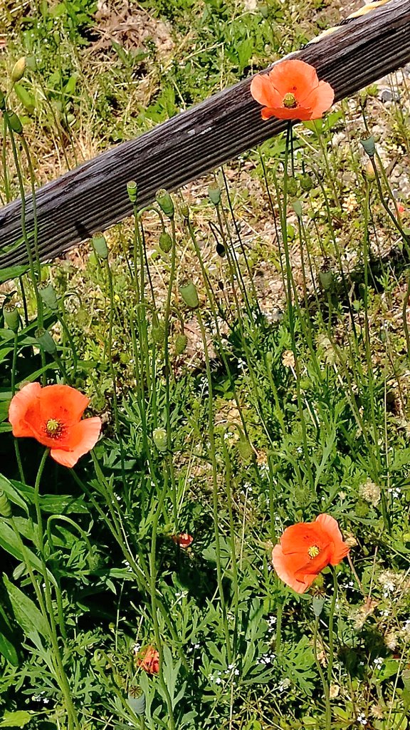 Tsuki この季節に咲くケシの花が好き ナガミヒナゲシ 花言葉は心の平静 いたわり 思いやり 慰め 感謝