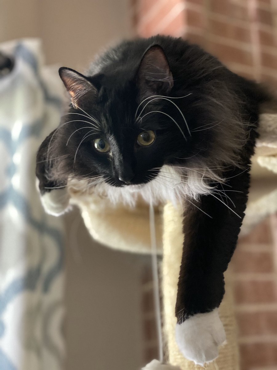 ricosuavetuxedo's tweet photo. I see a bird.
I really want that bird.
I’m too lazy to catch the bird myself. Mum - go get me a bird while I lay here and look cute. #fatcatproblems #fluffynotfat #CatsOfTheQuarantine #catsofquarantine #norwegianforestcat #tuxedocat https://t.co/BS0rhltMBk