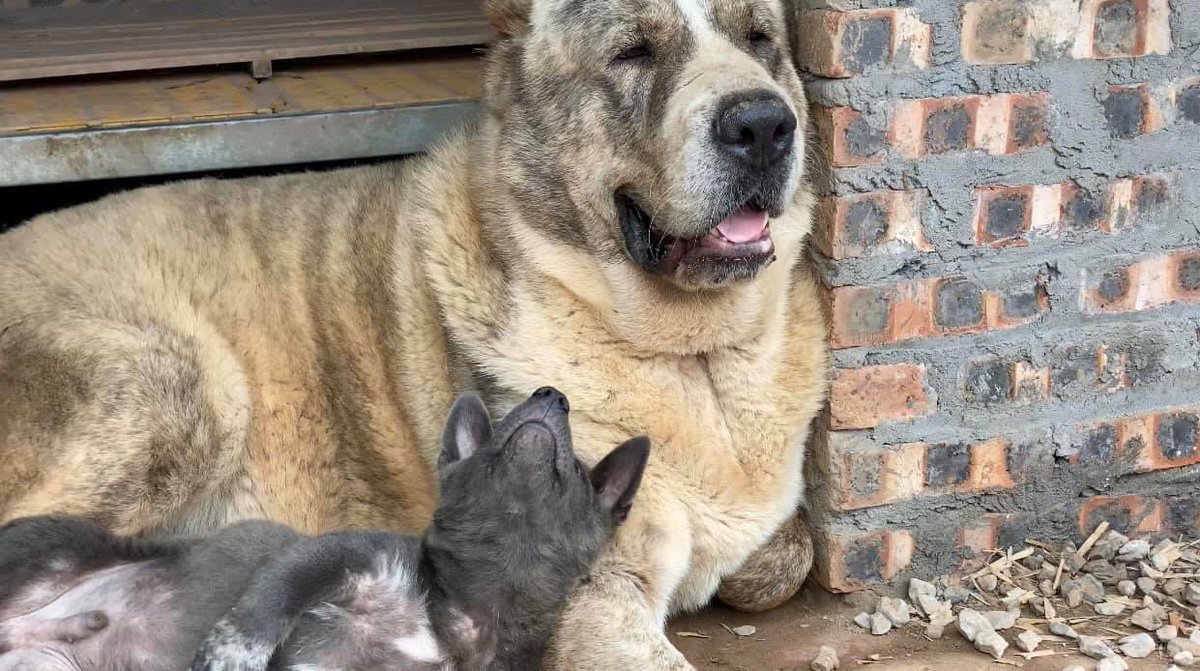 Nguyễn Văn Dúi tweet media