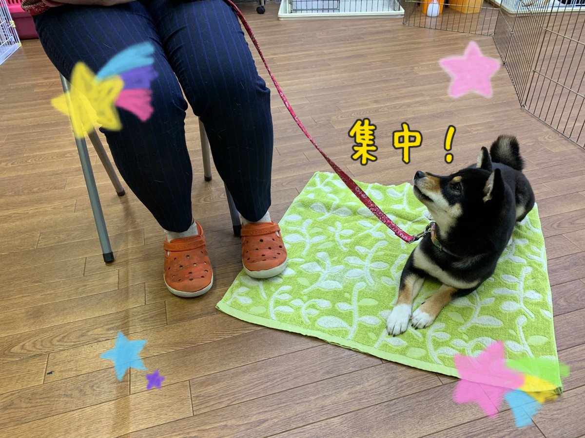 Ciao V Twitter ドッグカフェでの練習をしています スタッフに注目して頑張ってくれました しつけ教室 犬の幼稚園 ドッグトレーナー ドッグスクール 中野区 Mix 柴犬 ポメラニアン ラブラドールレトリバー ドッグカフェ練習