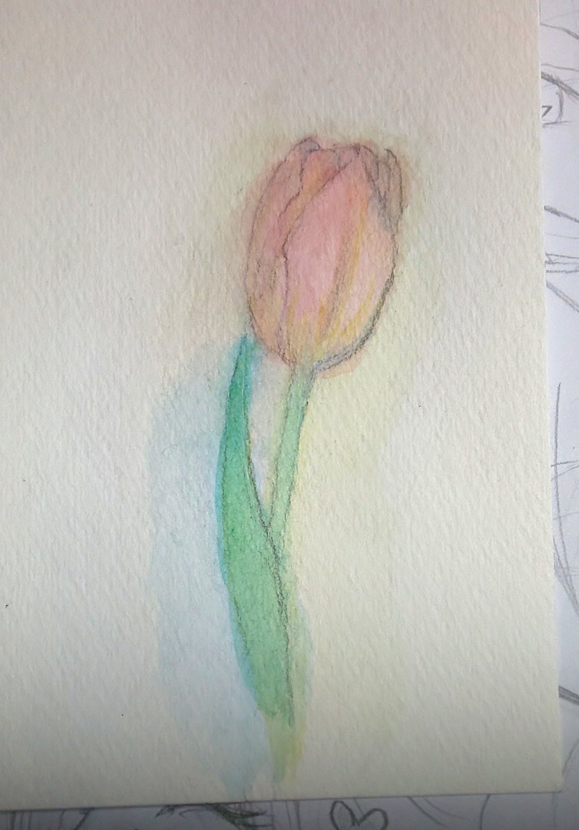 ちゅう 色塗りしたよ ハガキサイズで透明水彩と ボールペンで ピンクのチューリップと カーネーション 透明水彩 水彩 水彩イラスト