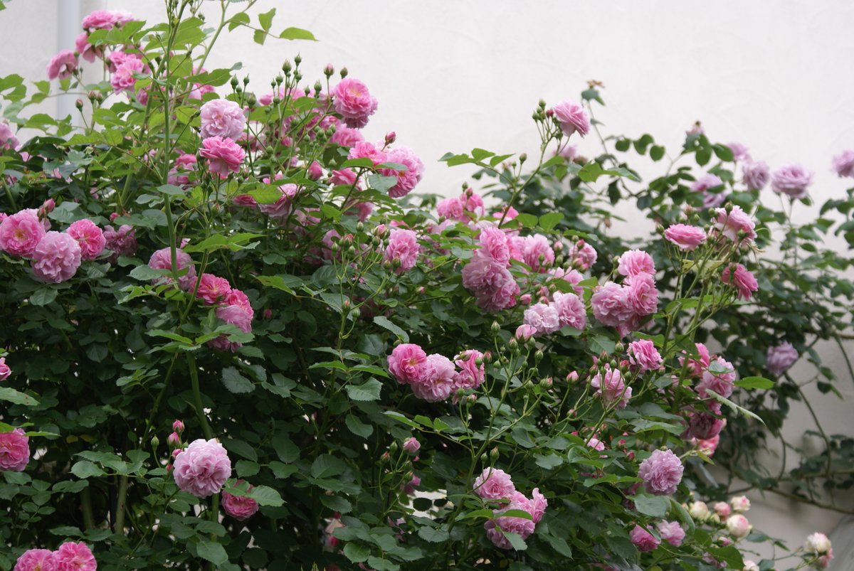 中井柘榴 ラベンダーラッシー ラベンダーがかったオールドローズ 房咲きで濃淡が夢を見ているように綺麗 大きくなると繰り返し咲いてくれる 西日でも日陰でも元気な強い薔薇