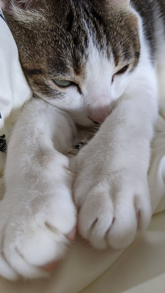 sai_pht's tweet photo. ねるこ…いや、起きてる

#いきものしゃしん #saiふぉと 
#うちの可愛いにゃんこたち #猫写真
#猫 #猫のいる生活 #猫好きさんと繋がりたい https://t.co/IsnIaltN6N