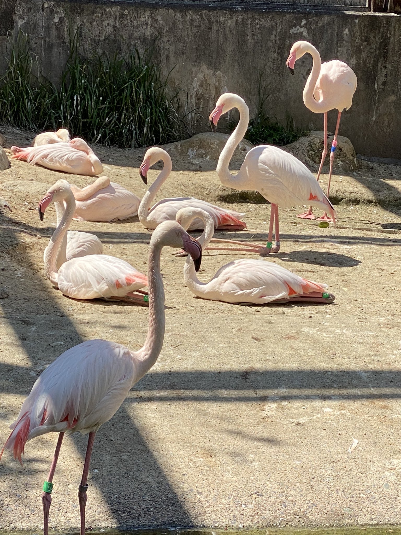 飯田市立動物園 公式 フラミンゴたちの休憩 飯田市動物園 ヨーロッパフラミンゴ T Co Lonxkk3q9f Twitter