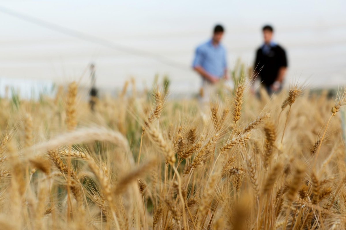 Can we prevent #COVID19 from becoming a global #foodsecurity issue? Free online #publiclecture 🌽🍅🍆🍊🌾🥚 Thursday 30 April 4-5pm ACST 💻 bit.ly/3bKITvQ #AdelaideResearch #StrettonInstitute @waiteresearch @FoodUniAdelaide @UoAGFAR @ankeny_rachel @WendyUmberger