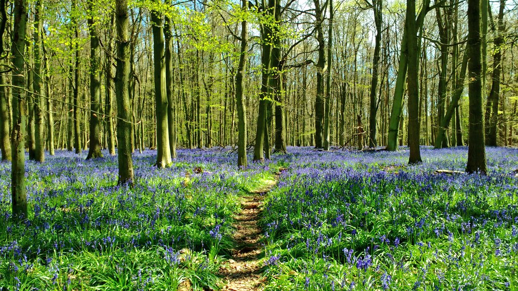 A sea of bluebells. From a couple of springs ago at @AshridgeNT