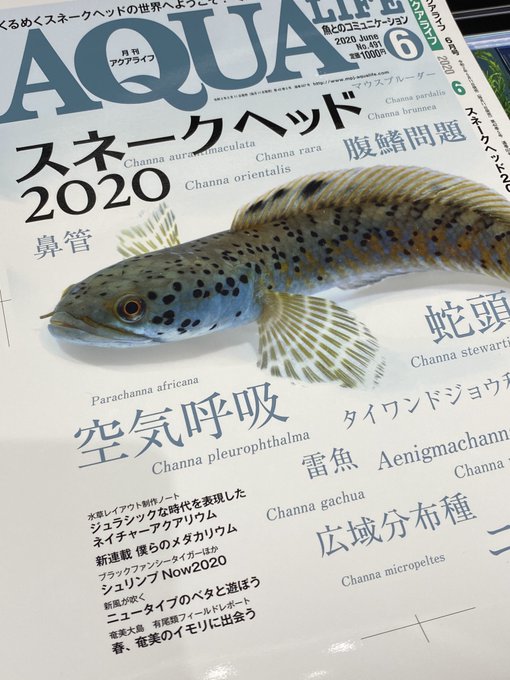 月刊アクアライフ編集部 Aqualife Mpj Page 4 Twilog 月刊アクアライフ編集部 Aqualife Mpj Page 4 Twilog