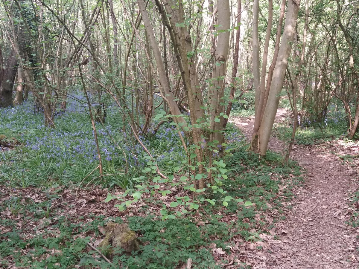 LTWebContent's tweet image. We had a long bike ride through our local woods yesterday....their PE lesson!
I don&apos;t believe I have ever seen the bluebells in these woods so it&apos;s good to explore what is on our doorstep! Are you rediscovering your local green spaces?
