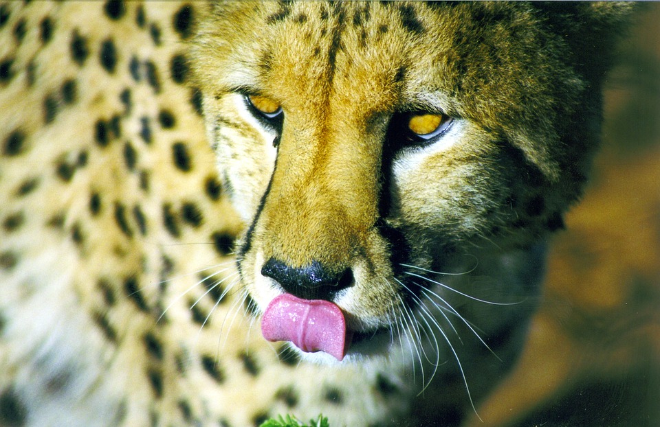 That moment when you see your next prey.
#tongueouttuesday #cheetah #wildlife #nature #animals #safari #southafrica
#ExploreDiscover