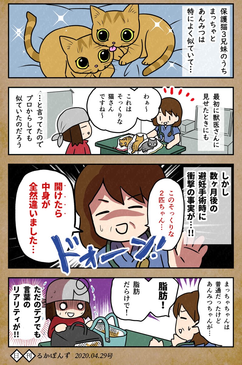 【毎日更新/猫マンガ】
そっくり保護猫の、予想外な見分け方法 パート2。

#保護猫3兄妹 #猫 #ねこ漫画 #コミックエッセイ #猫まんが 