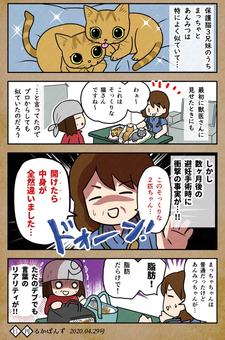 【毎日更新/猫マンガ】そっくり保護猫の、予想外な見分け方法 パート2。#保護猫3兄妹 #猫 #ねこ漫画 #コミックエッセイ #猫まんが 