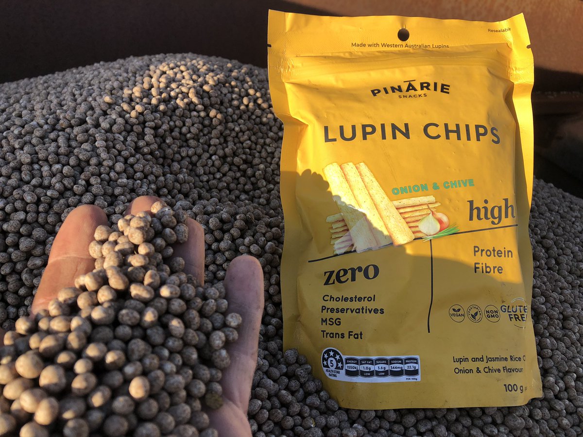 elyaring's tweet image. Inoculated some Jurien Lupins ready for sowing tomorrow , kids are eating these healthy lupin chips like hot cakes!!