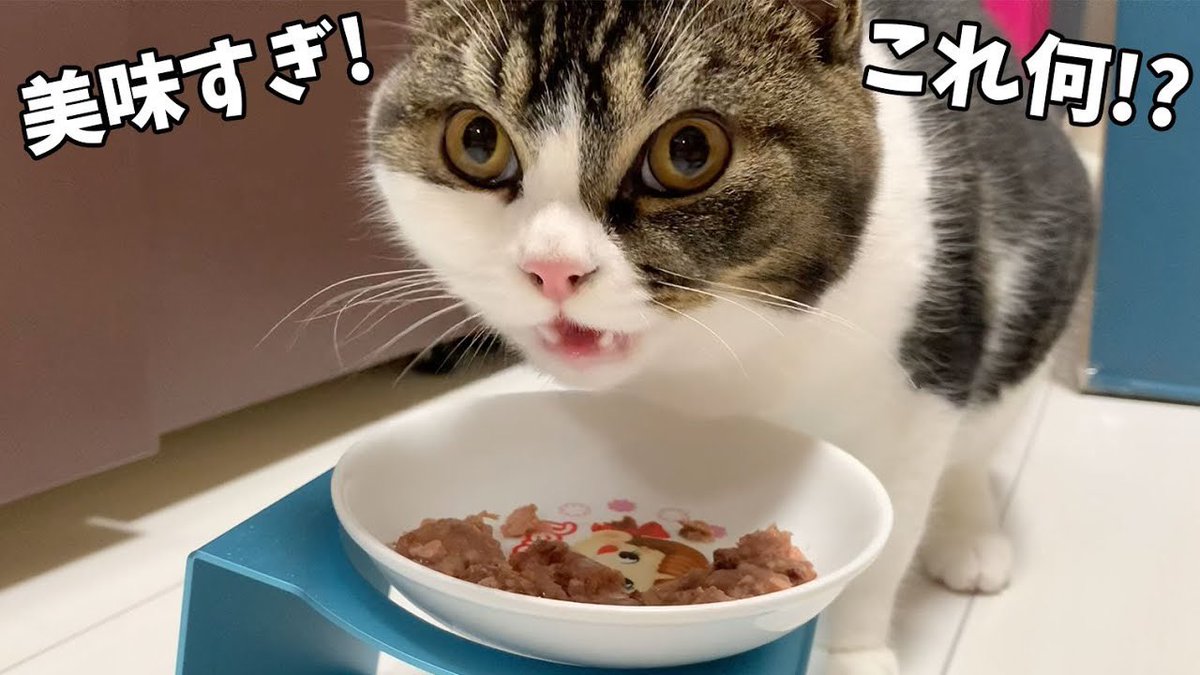 Youtube 動画アップしました うま次郎の生まれて半年記念日が抜けていました 遅れたけど お祝いしたよ 生まれて初めてのご馳走を目の前にした反応をご覧下さい 子猫が初めてウェットフードを食べるとこうなります 生まれて半年記念日 スコスコぽこ太郎と
