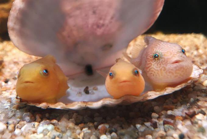 菊田邦洋 Twitterissa こりゃ Kawaii ふうせんうお あかちゃん Aomori Prefecture 25日 青森県青森市 浅虫水族館 風船魚 Sankei Stay Home T Co 08tlqqnhac Twitter