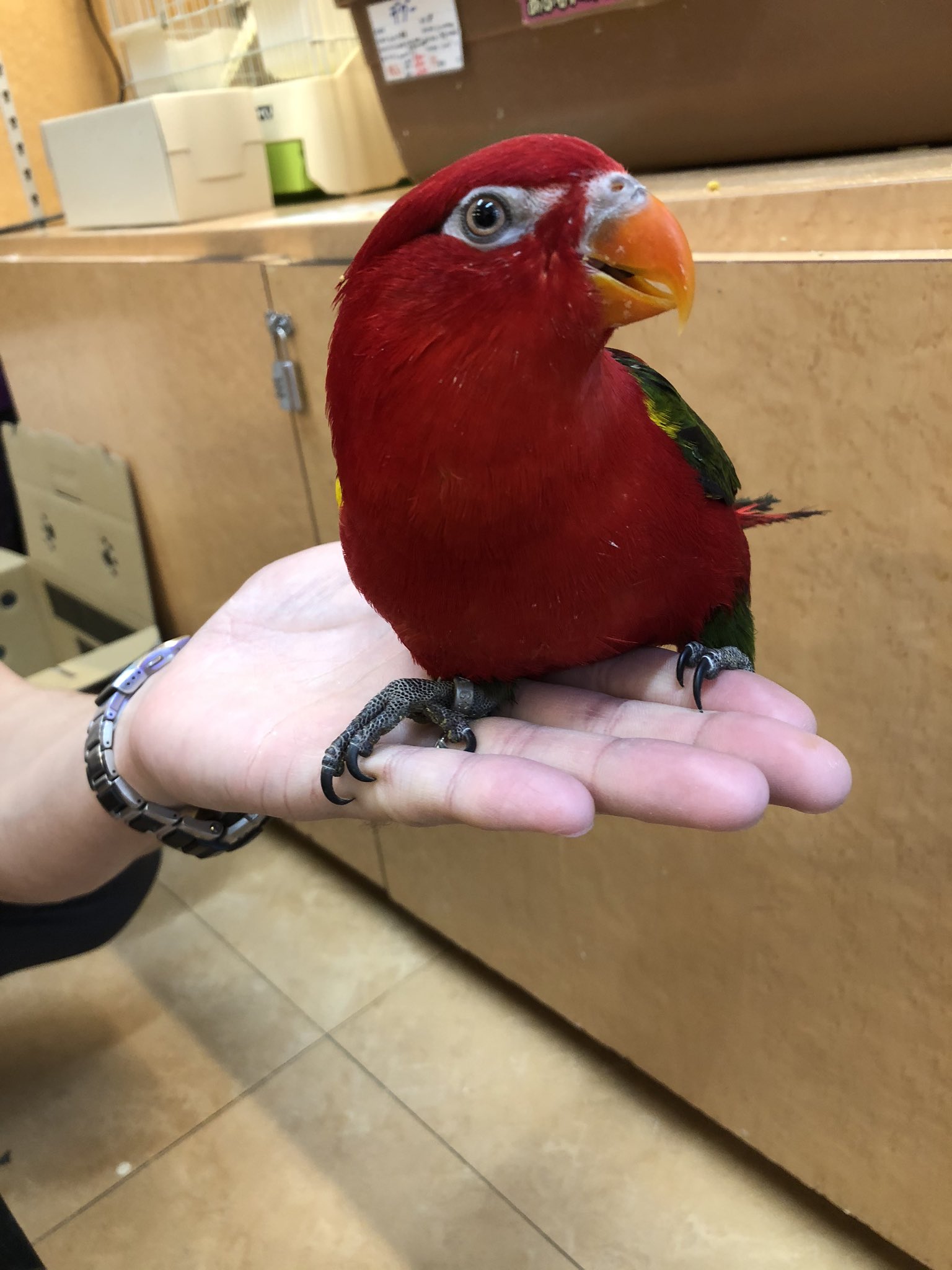 マッドマン仙川店 ショウジョウインコ入荷しました すごく人懐こいし よくお喋りする子です この子は仙川店ではなく 他店舗のマッドマンラゾーナ川崎店での販売です しかし仙川店に移動しての販売も可能です ショウジョウインコ インコ
