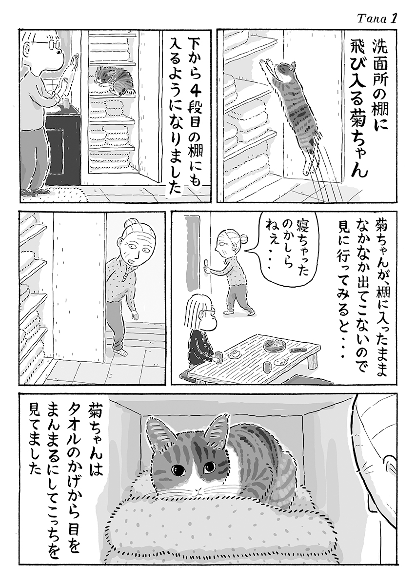 2ページ猫漫画「棚の中からまんまる目」 #猫の菊ちゃん 