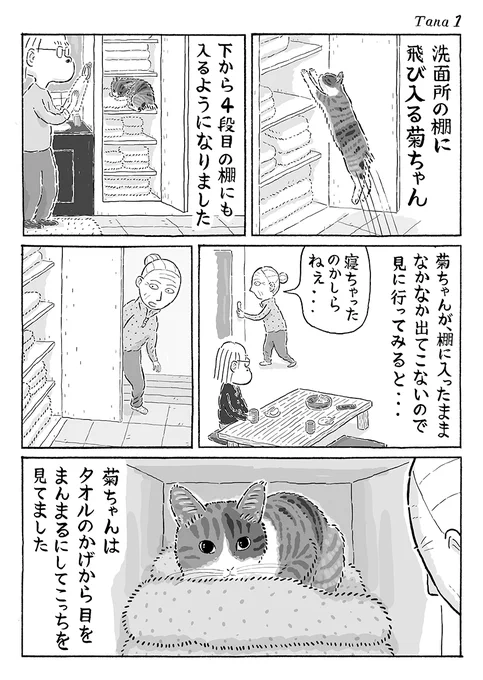 2ページ猫漫画「棚の中からまんまる目」 #猫の菊ちゃん 