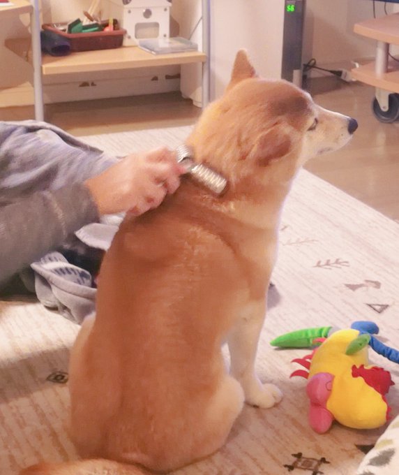 はふぅ 美顔ローラーでコロコロされる柴犬が まんざらでもなさそう どころじゃない 動画あり 柴犬ライフ Shiba Inu Life