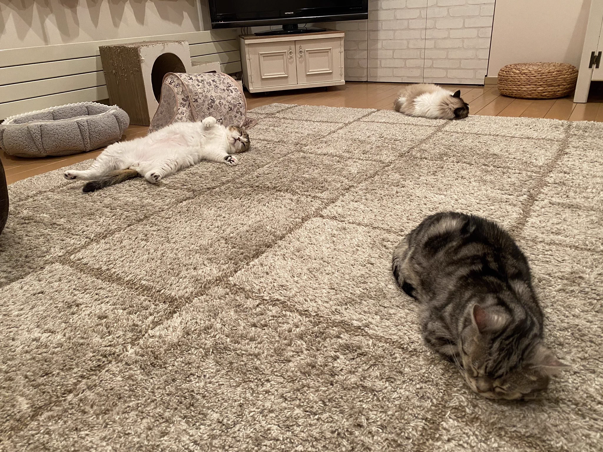 飼い猫のソーシャルディスタンスがかなり参考になると話題に