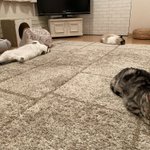 飼い猫のソーシャルディスタンスがかなり参考になると話題に