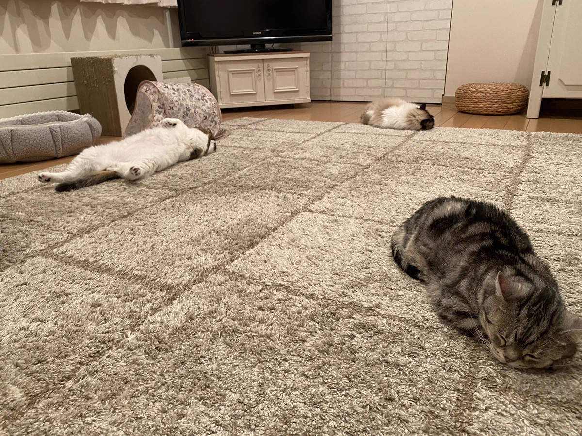 飼い猫のソーシャルディスタンスがかなり参考になると話題に