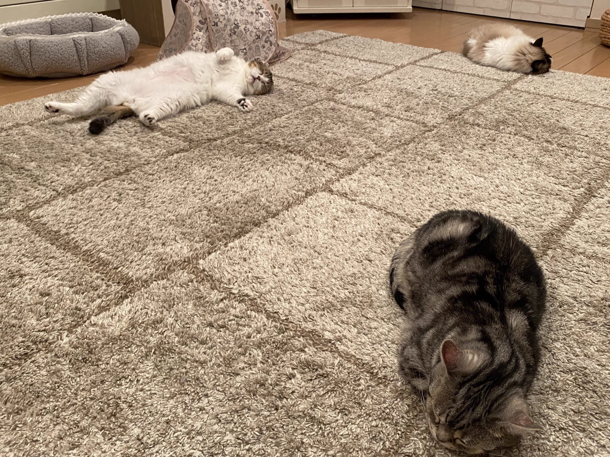 飼い猫のソーシャルディスタンスがかなり参考になると話題に