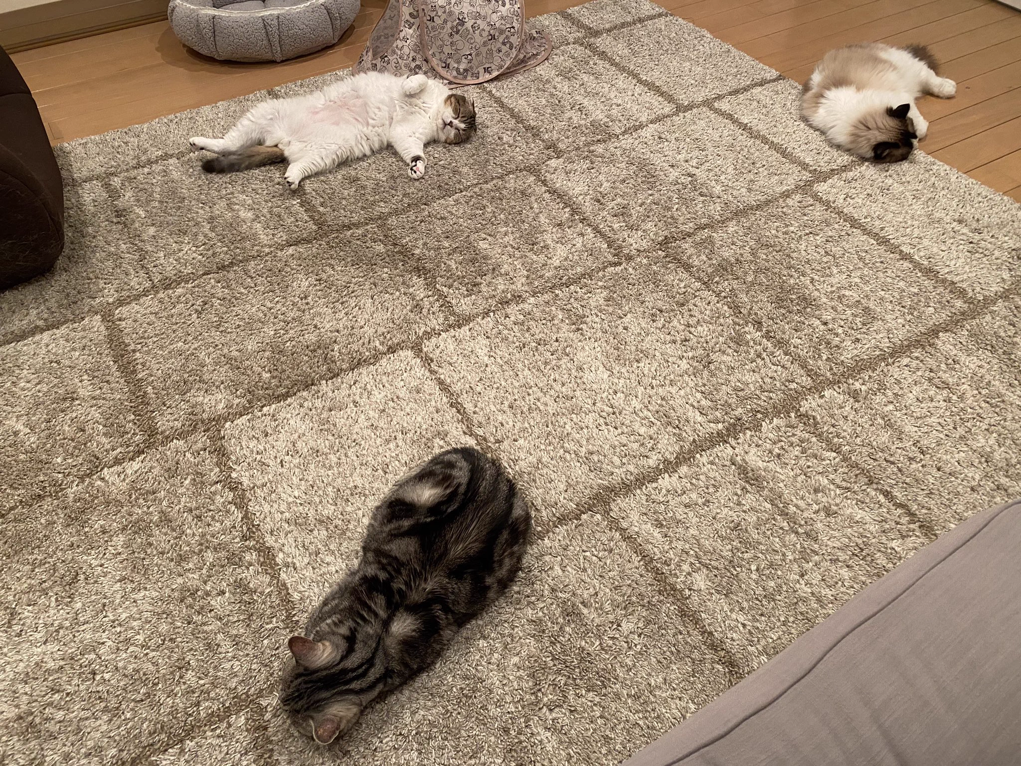 飼い猫のソーシャルディスタンスがかなり参考になると話題に