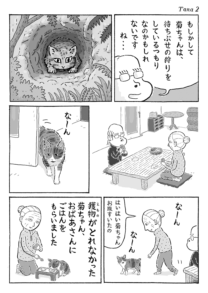 2ページ猫漫画「棚の中からまんまる目」 #猫の菊ちゃん 