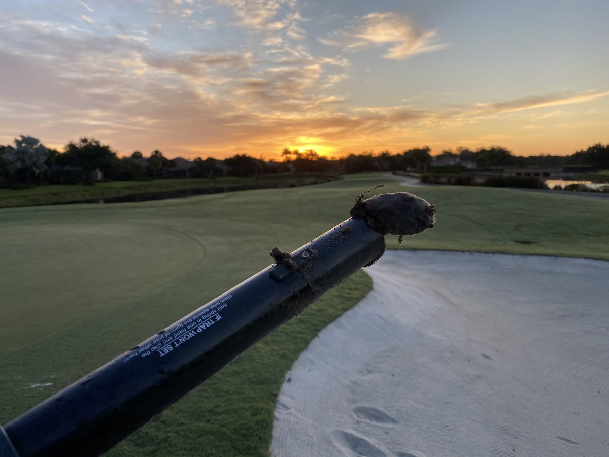 Copperleafmaint's tweet photo. Beautiful sunrises at Copperleaf this morning!
#gopherhawk https://t.co/27KC0NVkpF