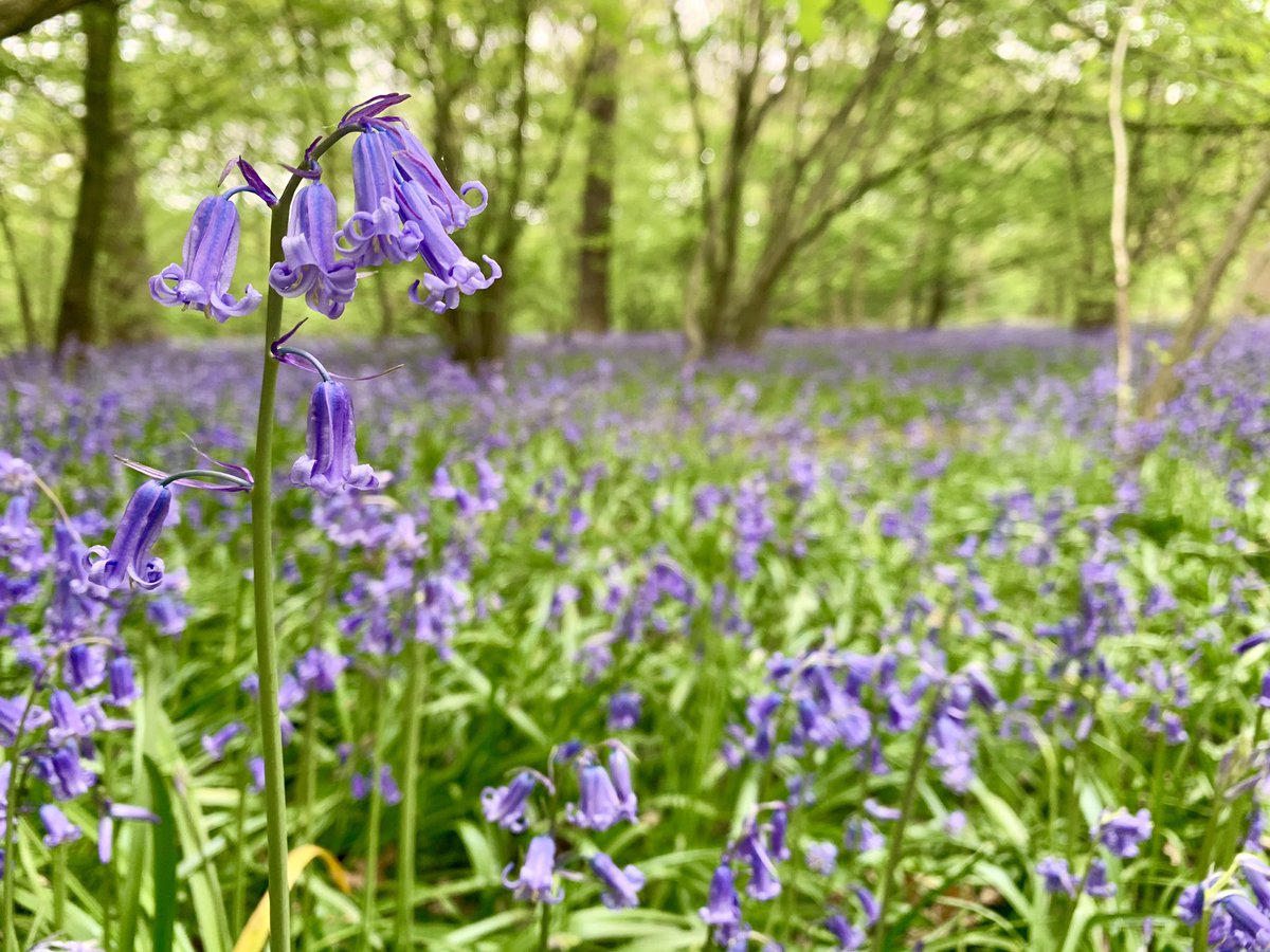 Nothing much. Just some bluebells