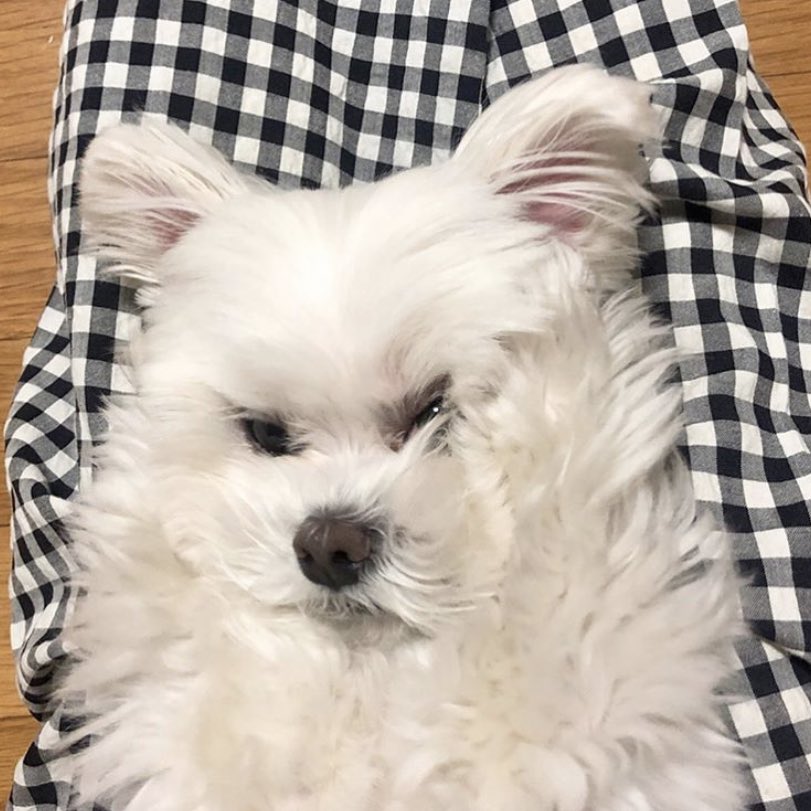 jaerong loves yoghurt just like taeyong 