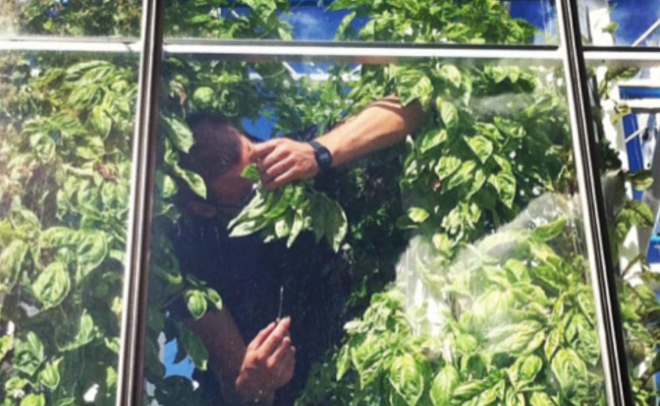 In the latest #GoingForGoldBristol blog <a href="/Grow_Bristol/">Grow Bristol</a>'s Oscar Davidson talks about how Grow have adapted their operations to the times. Check out their DIY #stayathome microgreens grow kit, support a #local food business &amp; grow your own - buff.ly/2KEYYqX
#BristolFoodKind