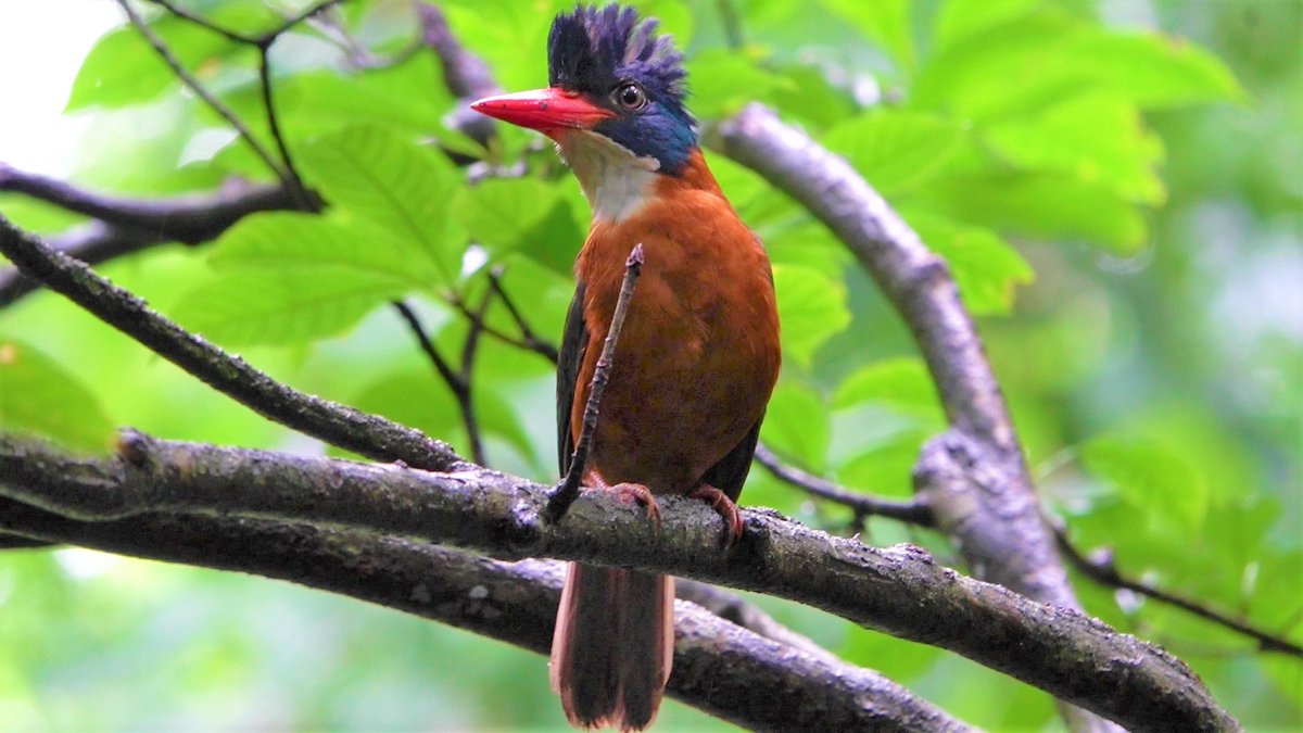 鳴き声 カワセミ