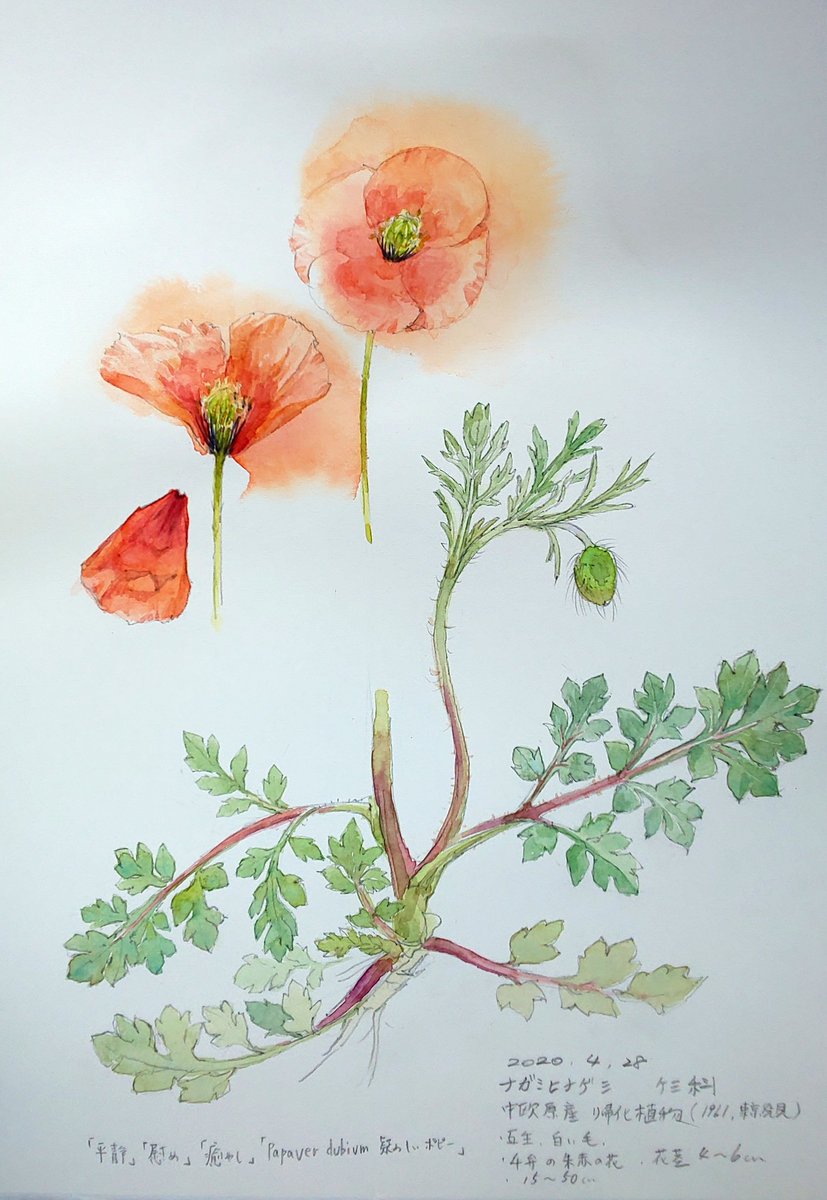 Yuka Hirata 足元の美 ナガミヒナゲシ ケシ科 1961年東京で発見された帰化植物 Papaver Dubium 疑わしいポピー と名付けられた ヒナゲシに似て ヒナゲシではない 作物に種がくっついて日本に入ったらしい 繁殖力が強く また ケシ科の植物は手で触る Yuka Hirata 足元の美 ナガミヒナゲシ ケシ科 1961年東京で発見された帰化植物 Papaver Dubium 疑わしいポピー と名付けられた ヒナゲシに似て ヒナゲシではない 作物に種がくっついて日本に入ったらしい 繁殖力が強く また ケシ科の植物は手で触る