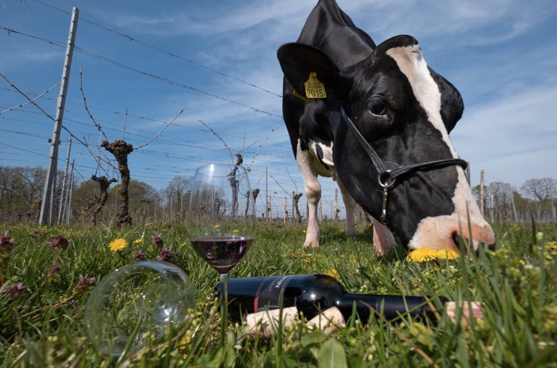 Goedemorgen! Gespot in Bentelo: Liesje22. Deze tukker, parttime Hollands ansichtkaartmodel én cowfluencer is op bezoek geweest bij Wijngaard Hof van Twente. 📸 Vincent Croce @ToerismeTwente @Twentewijn