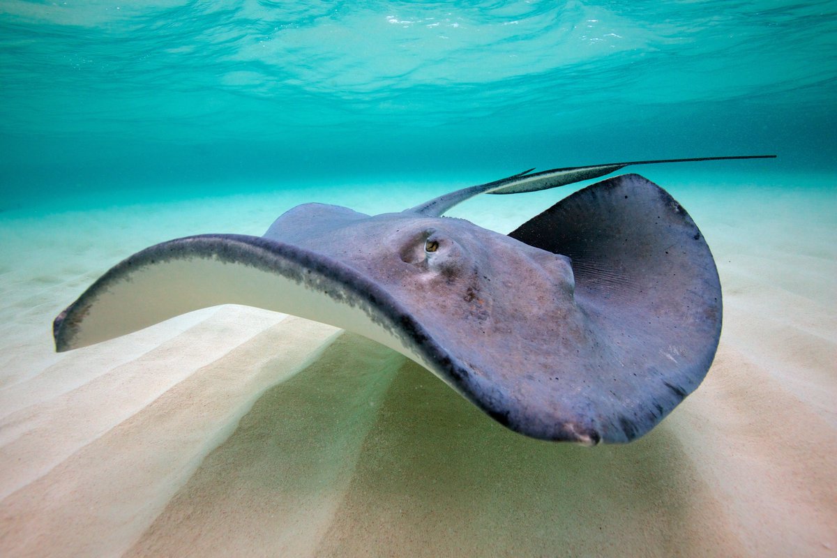 spothvegr's tweet image. In Grand Cayman, southern #stingrays are known for congregating on #shallow #sandbars 🌊🤿, making excellent subjects for #underwater photographers.
📸©️: Gregory Piper / Coral Reef Image Bank