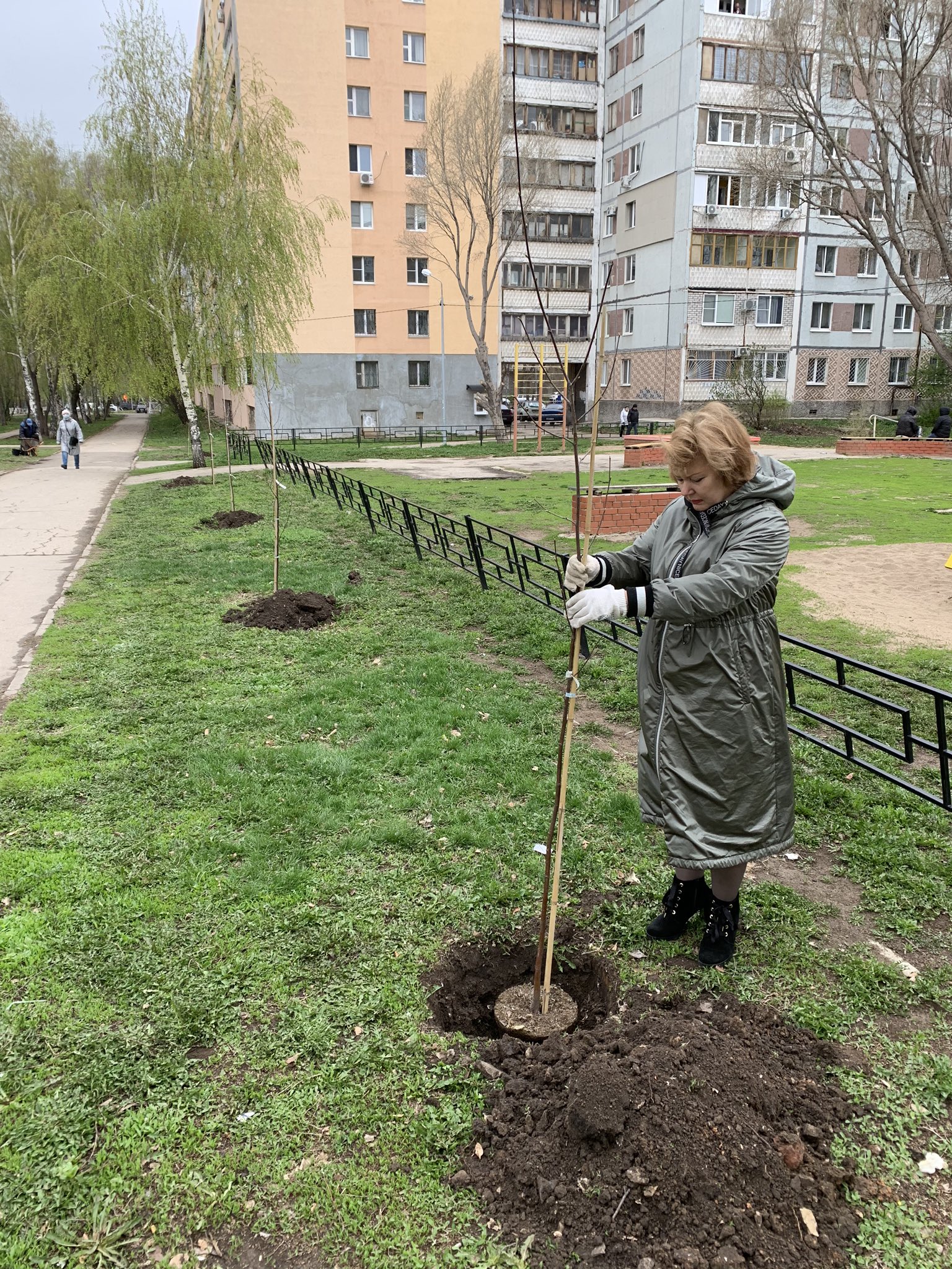 Посадка берез на участке