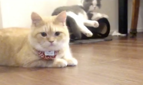 Furious Beast オンライン対戦格闘ゲームイベント ウメラウンジ 配信中 猫 T Co Jy65oklu9w 魚 T Co 7ahbgynron 参加者 ウメハラ プロゲーマー 水派 プロゲーマー えいたさん 有名ユーチューバー 1号 ウメ