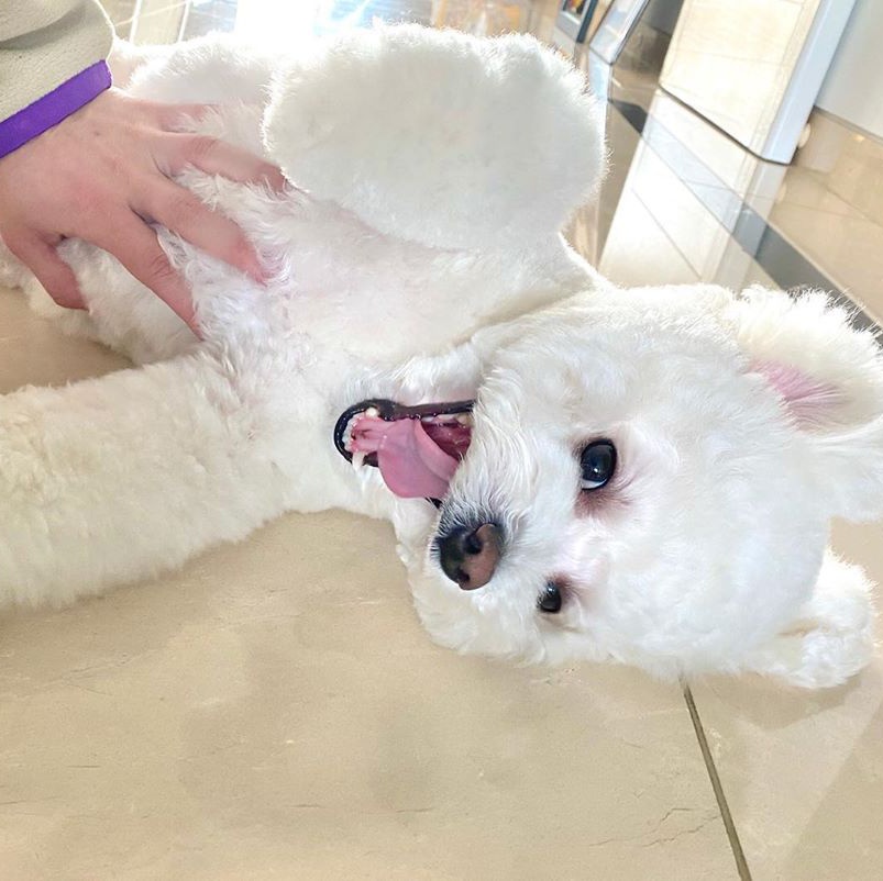 AllaboutSimba's tweet image. 안녕하세요, 저는 Simba입니다.