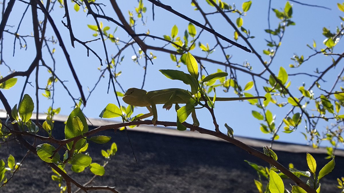 MorokoloLodge's tweet photo. Looking back through our photos I found this guy who visited our lodge in September 2019 #VirtualTravelSA https://t.co/b9HLYzU5uE