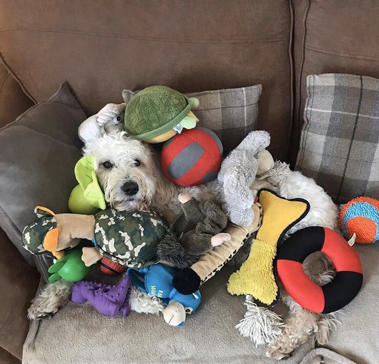 thehollinslancs's tweet photo. Good morning! Make sure you check school synergy for work set by your teachers. Alfie is starting his day with a scientific experiment. How many toys can he fit on his body? He also hopes Mrs Anderson might not notice he is still here so he gets some peace! #staffdogs https://t.co/9PtOEtHrRA