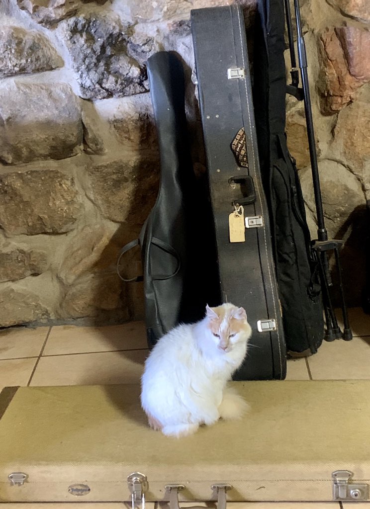 laraleeloo's tweet image. Princess Marie. Keeper of guitars and tumble dryers. #aristocats #oureldest #oneoffive