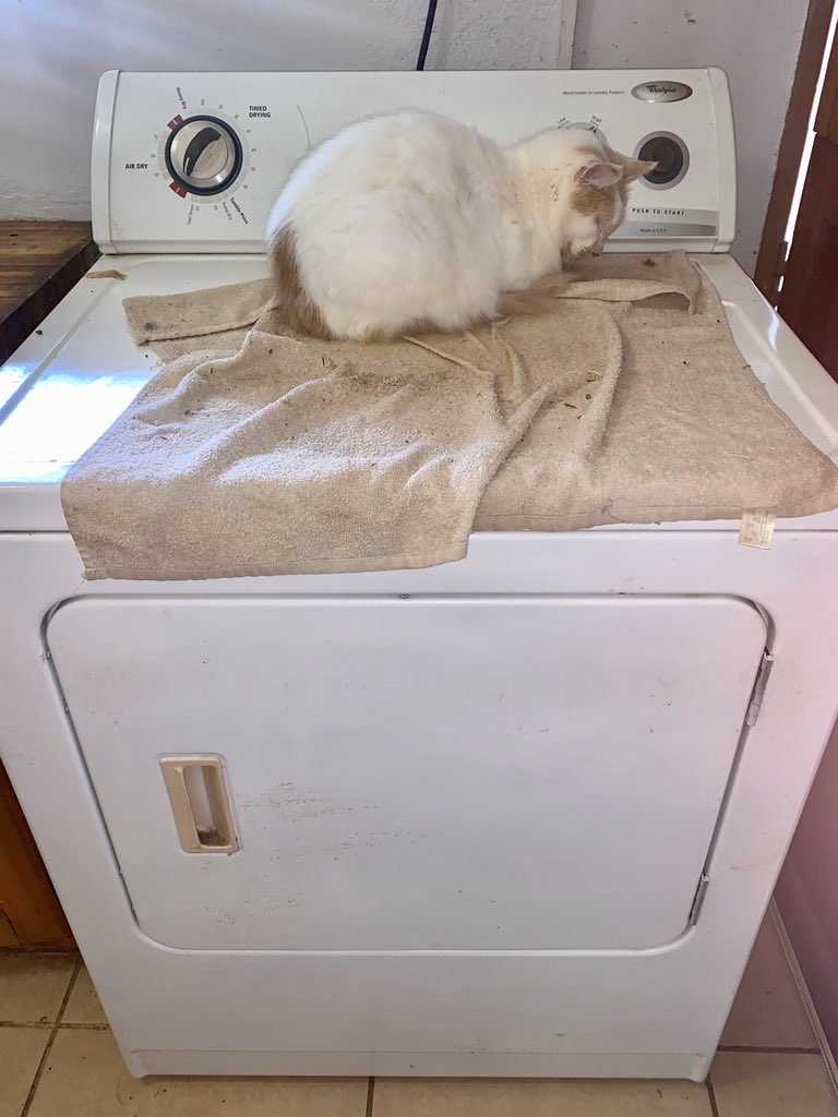 laraleeloo's tweet image. Princess Marie. Keeper of guitars and tumble dryers. #aristocats #oureldest #oneoffive