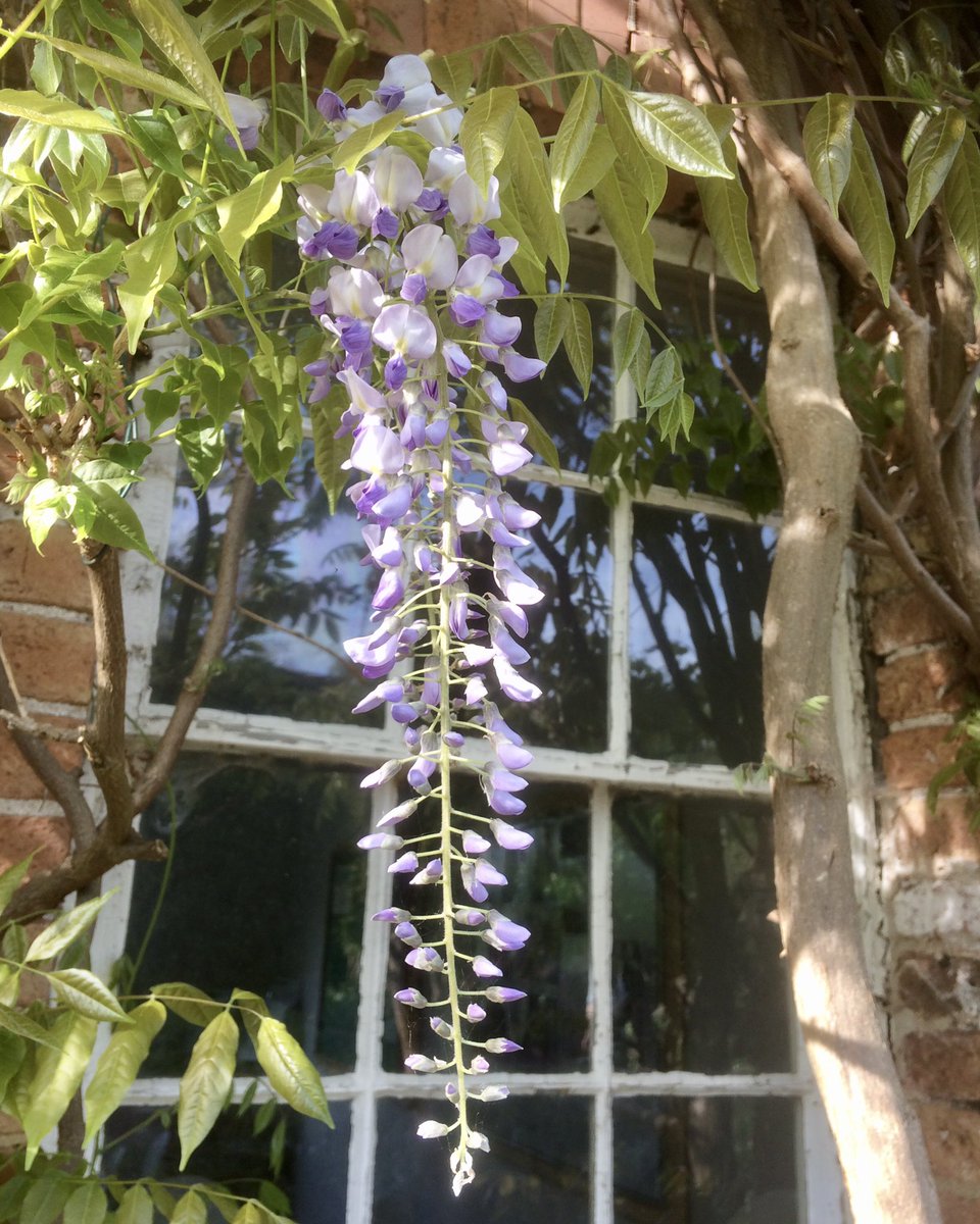 Everything is looking glorious in Dr Jenner’s garden at the moment, so this Thursday we’ll be hosting a Virtual Open Gardens across our social media channels in aid of our #ATimeForJenner appeal. More information coming soon! #NationalGardeningWeek