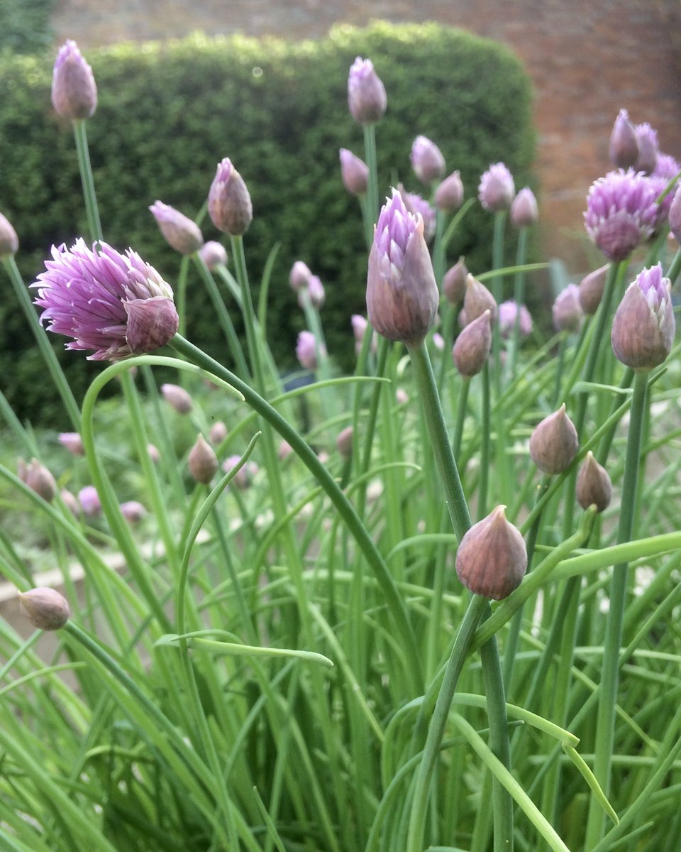 Dr Jenner’s House tweet media