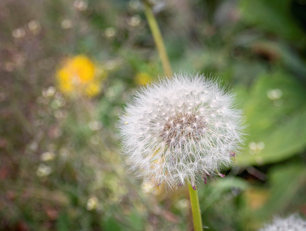 Jenn_Reacts's tweet photo. Some photos I edited on stream yesterday morning. Cannot venture far while this lockdown is in place but at least I have a garden to roam around! #stayathomeactivities #gardenphotography https://t.co/EgClO7f79C