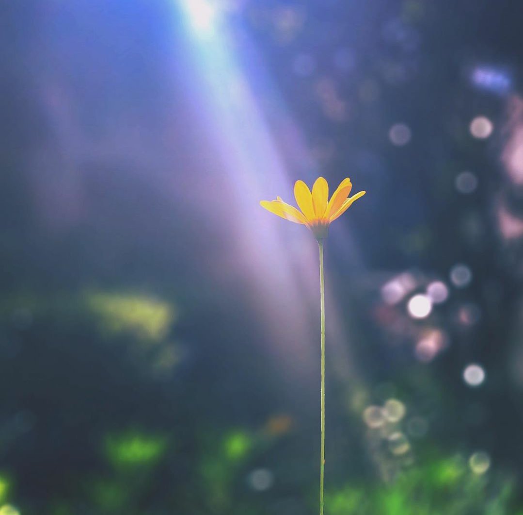 ганц гоё камeртай болхымсн